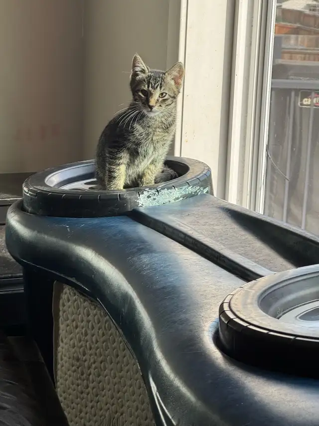 Cute kittens