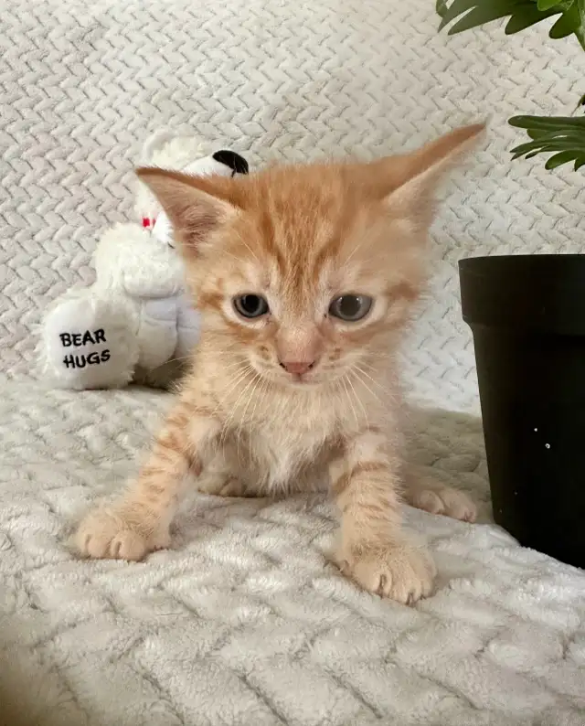 3 kittens for sale