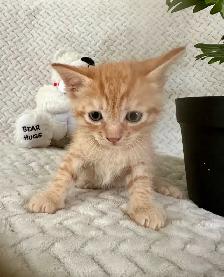 3 kittens for sale