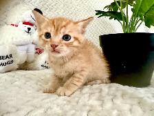 3 kittens for sale - Photo 2
