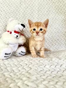 3 kittens for sale - Photo 3