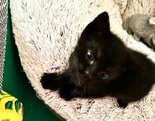 3 kittens for sale - Photo 4