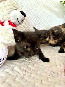 3 kittens for sale - Photo 5