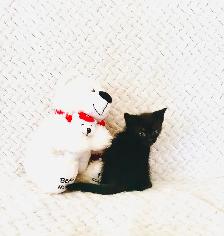 3 kittens for sale - Photo 7