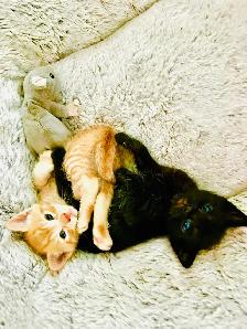 3 kittens for sale - Photo 9