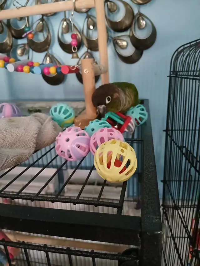 Conure a joue verte