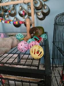 Conure a joue verte