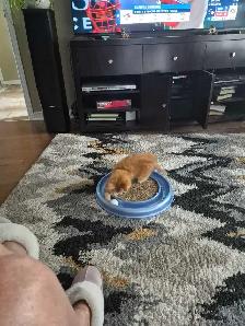 11 week old kitten