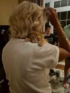 11 week old kitten - Photo 2