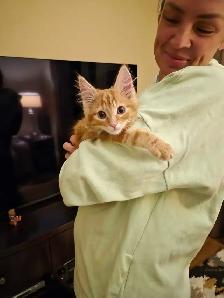 11 week old kitten - Photo 3