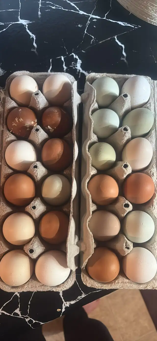 farm fresh eggs