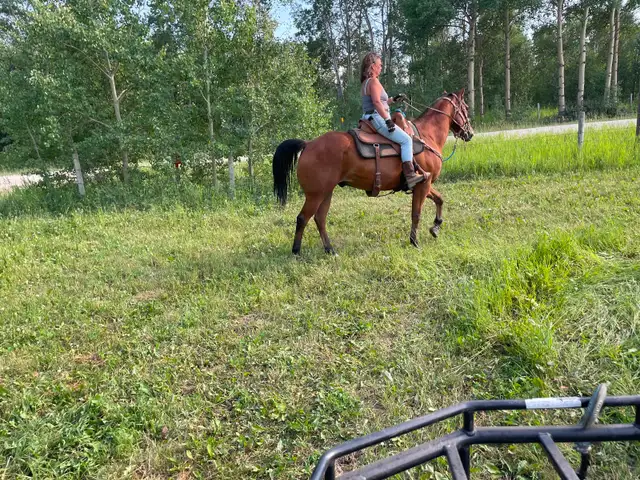 Real nice Gelding aprox 10yrs $9500 CALL 403-860-4478