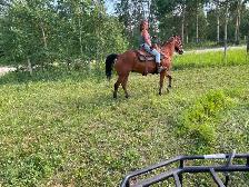 Real nice Gelding aprox 10yrs $9500 CALL 403-860-4478