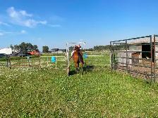 Real nice Gelding aprox 10yrs $9500 CALL 403-860-4478 - Photo 3