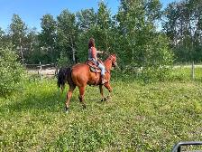 Real nice Gelding aprox 10yrs $9500 CALL 403-860-4478 - Photo 4