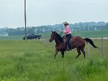 Real nice Gelding aprox 10yrs $9500 CALL 403-860-4478 - Photo 6