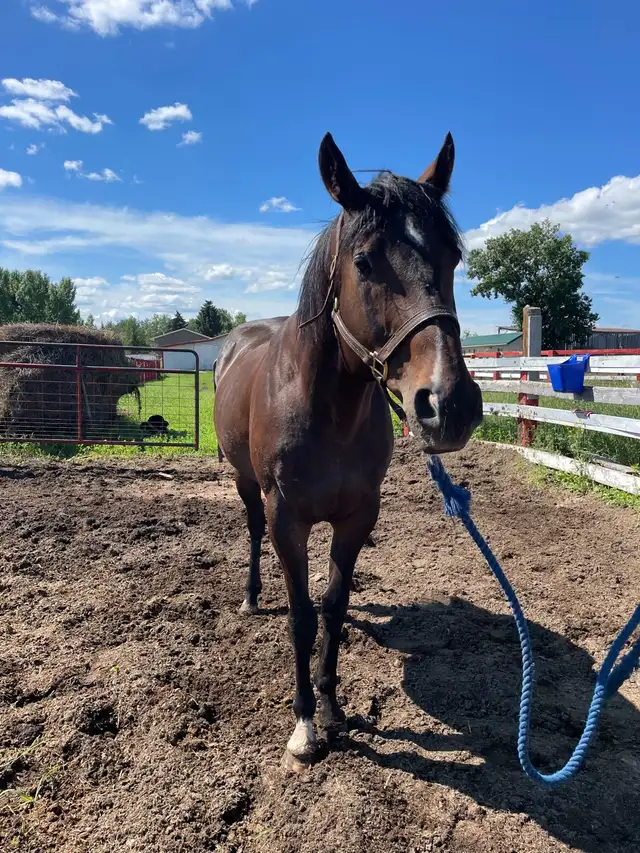 Tb Horses For Sale