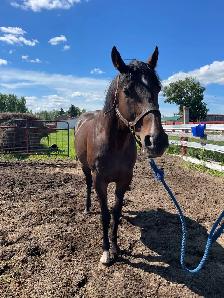 Tb Horses For Sale