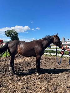 Tb Horses For Sale - Photo 2