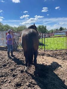 Tb Horses For Sale - Photo 3