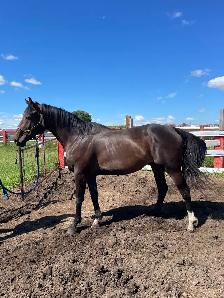 Tb Horses For Sale - Photo 4