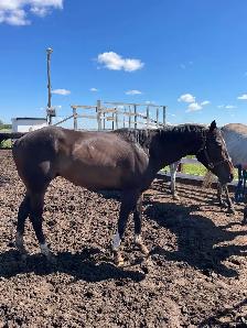 Tb Horses For Sale - Photo 5