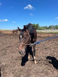 Tb Horses For Sale - Photo 6