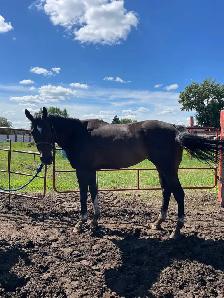 Tb Horses For Sale - Photo 7
