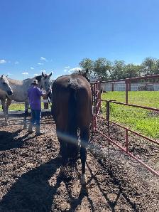 Tb Horses For Sale - Photo 8