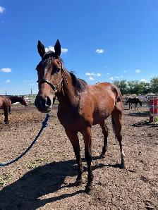 Tb Horses For Sale - Photo 9