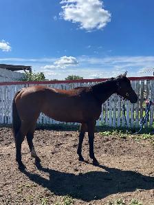 Tb Horses For Sale - Photo 10