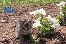 Adorable Kittens for sale - Photo 3