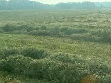 2026 Hay for sale - Photo 4