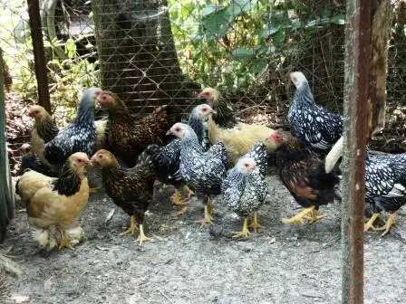 Poule pur race naine wyandotte argenté, doré et brama
