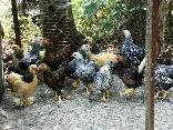 Poule pur race naine wyandotte argenté, doré et brama