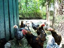 Poule pur race naine wyandotte argenté, doré et brama - Photo 2