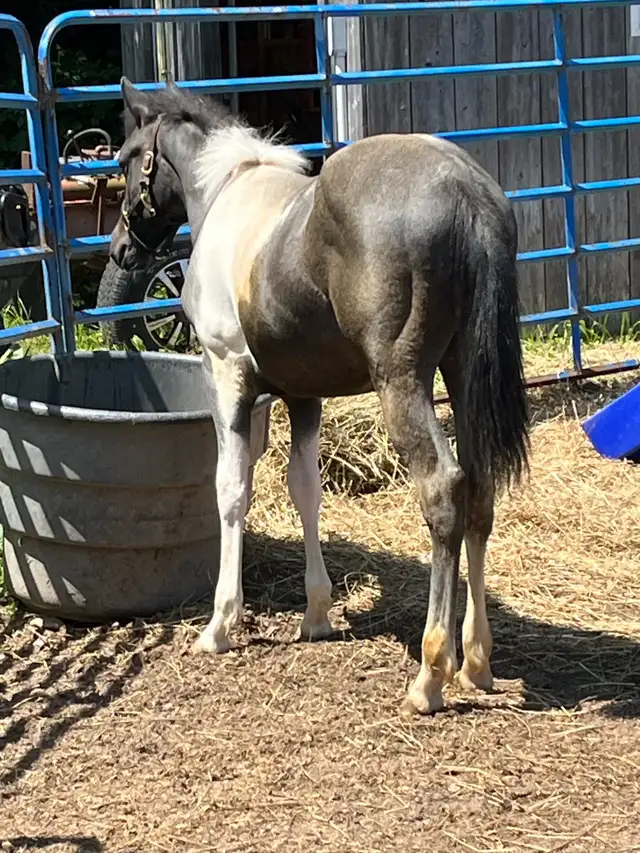 Yearling Gelding