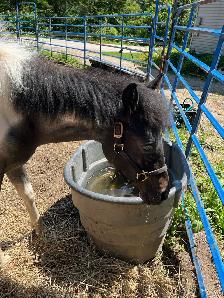 Yearling Gelding - Photo 2