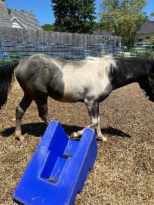 Yearling Gelding - Photo 3