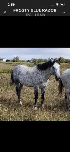 Yearling Gelding - Photo 4