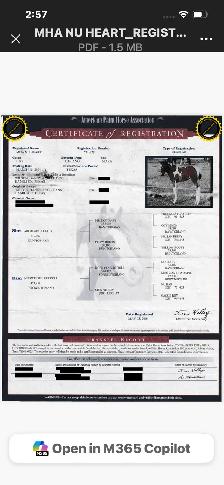 Yearling Gelding - Photo 6