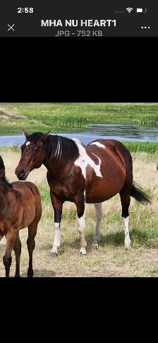 Yearling Gelding - Photo 7