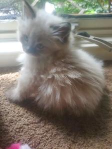 Purrfect ragdoll kittens - ready to go now