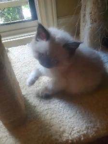 Purrfect ragdoll kittens - ready to go now - Photo 2