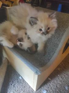 Purrfect ragdoll kittens - ready to go now - Photo 3