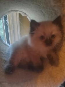 Purrfect ragdoll kittens - ready to go now - Photo 4