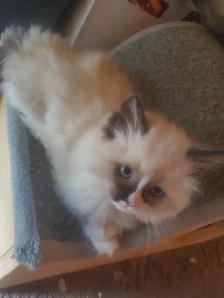 Purrfect ragdoll kittens - ready to go now - Photo 5