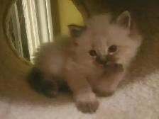 Purrfect ragdoll kittens - ready to go now - Photo 6