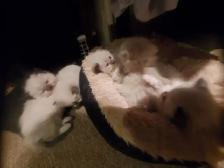 Purrfect ragdoll kittens - ready to go now - Photo 7
