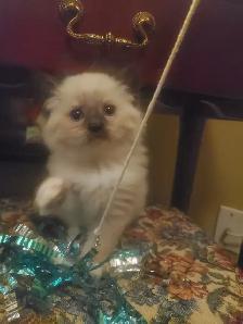 Purrfect ragdoll kittens - ready to go now - Photo 8